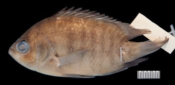 Media type: image;   Ichthyology 172265 Aspect: lateral,description